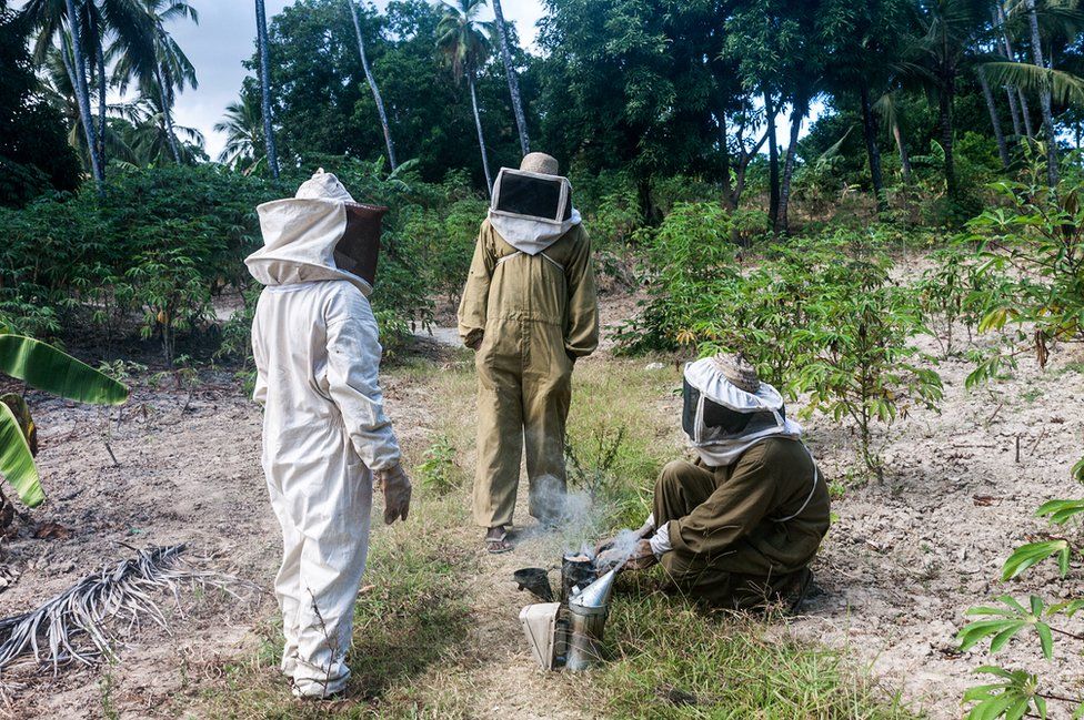 Three beekeepers in a jungle