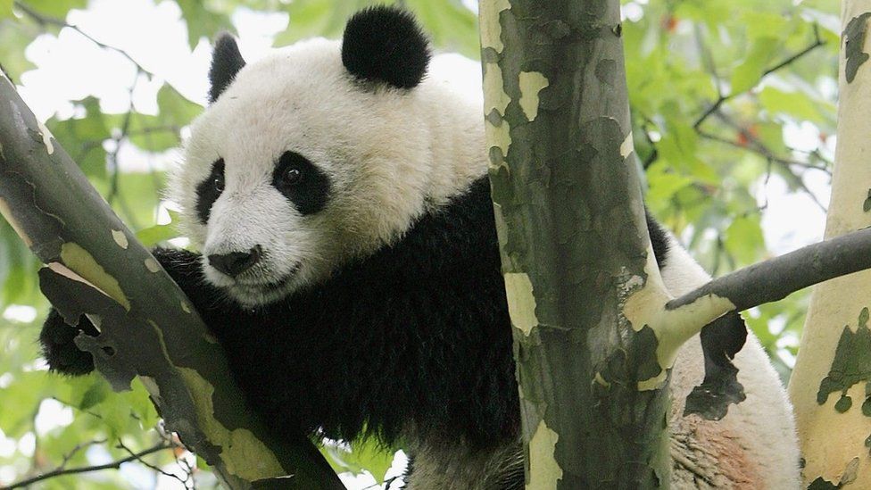 A wild giant panda is seen in a tree near a residential area in China's Sichuan province