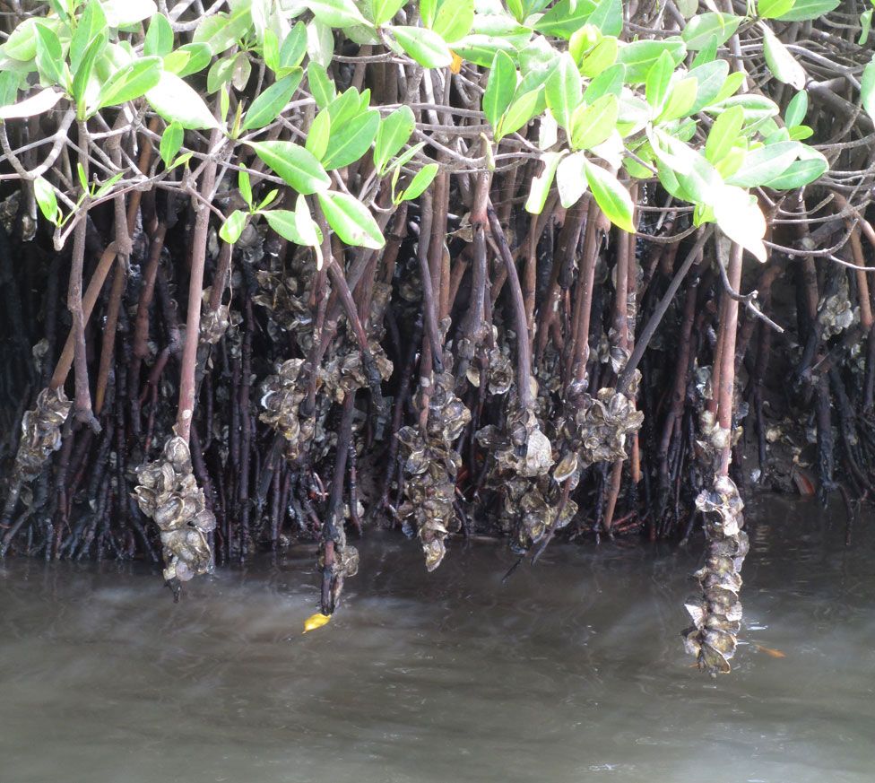 The fisherman and the forest BBC News