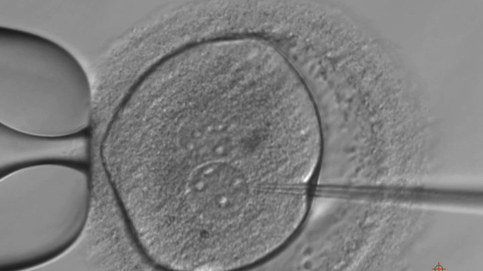 Embryo genetically modified