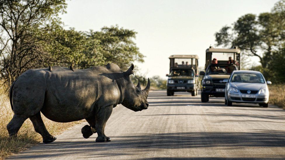 Rhinoceros crosses road inside Kruger National Park, South Africa on June 13, 2010