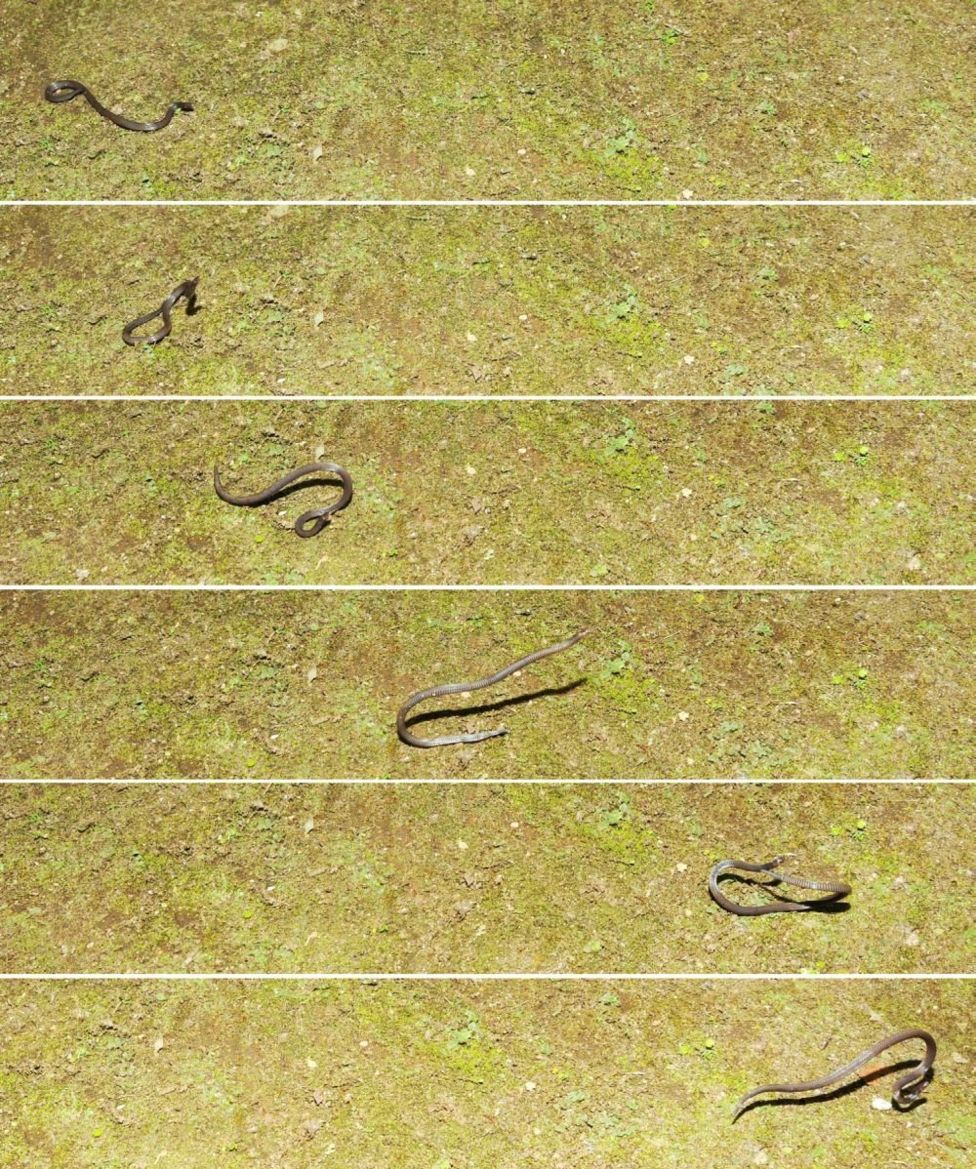 Snakes: Dwarf reed snake revealed to do cartwheels - BBC Newsround