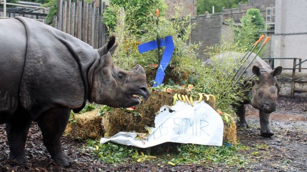 Resident rhinos enjoy joint birthday party at Edinburgh Zoo - BBC News