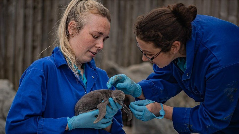 Keepers with a penguin chick