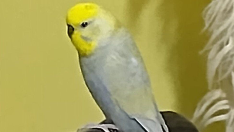 Budgie sitting on a perch
