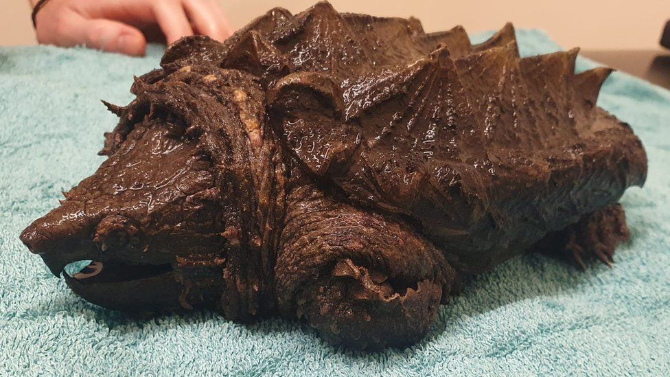 Alligator snapping turtle rescued from tarn