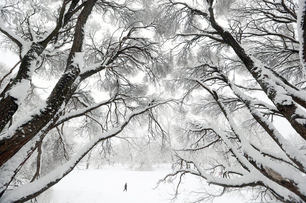 Trees covered by thick layer of snow after a long snowfall in Kolomenskoye park in Moscow, Russia, 31 January 2018