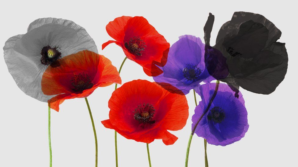 Matter designs recyclable plastic-free remembrance poppy