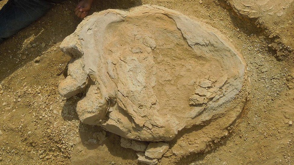 One Of The Largest Dinosaur Footprints Ever Found Unearthed, 58% OFF