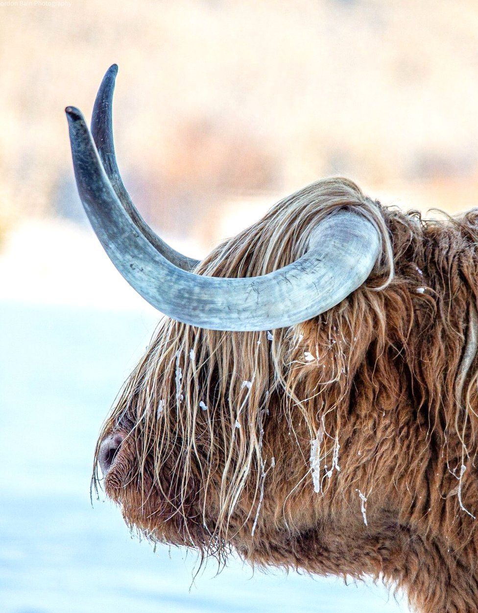 Highland cow in snow