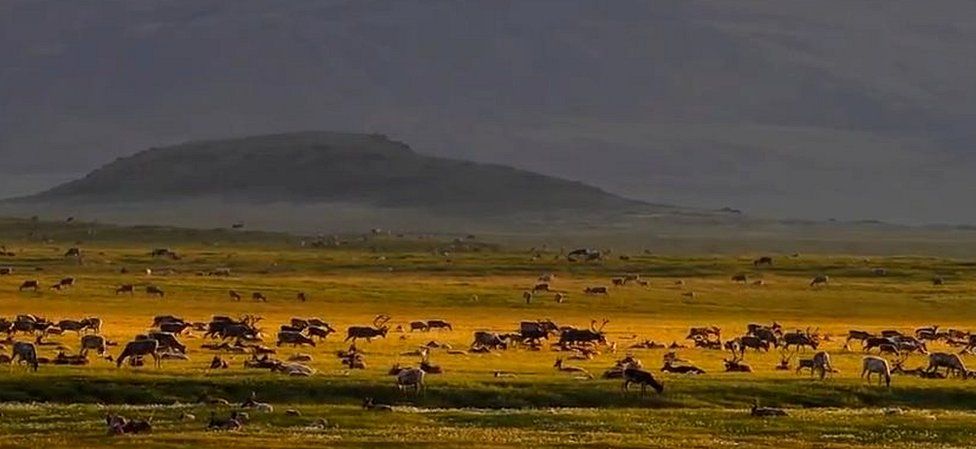 Reindeer herd in Taymyr (video grab)
