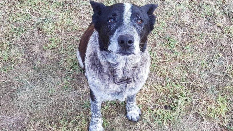 Max, a cattle dog
