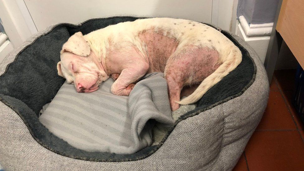 Dog with shaved fur on undercarriage asleep in a dog basket