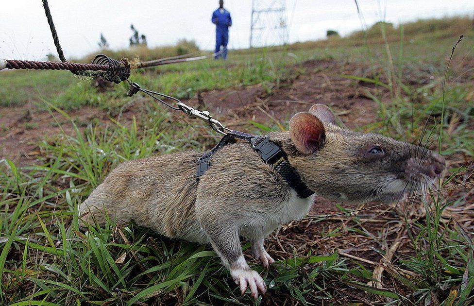 Picture taken 24 June 2005 shows one of the nine African rats, helping Mozambique to sniff out landmines.