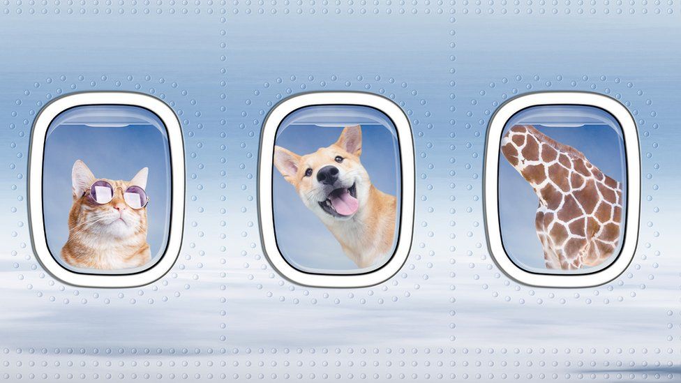 Pet flight best sale