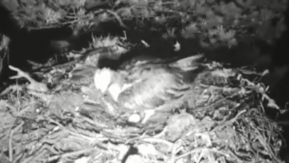 Osprey Lassie with her egg