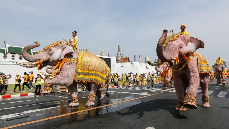 Two elephants painted white with people sitting on top parading down a road