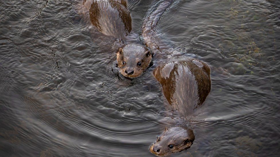 Two otters swimming in water