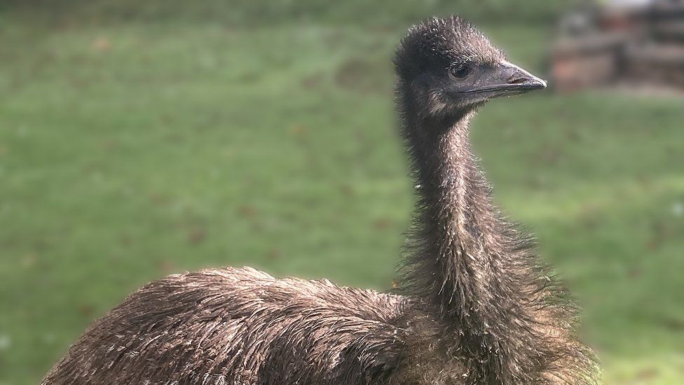 Rodney the emu