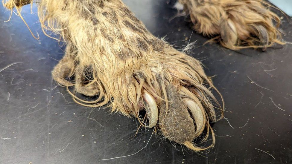 A dog's paws with severely overgrown nails and dirty matted fur
