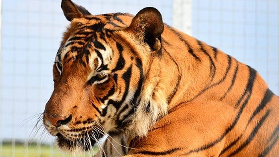 Hamerton Zoo Park reopens after fatal tiger attack on keeper BBC News