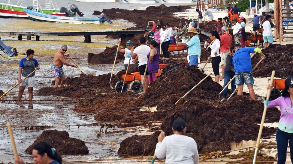 Residents remove Sargassum in Puerto Morelos, Quintana Roo state