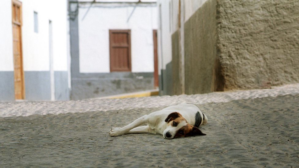 Dog lies down during afternoon siesta