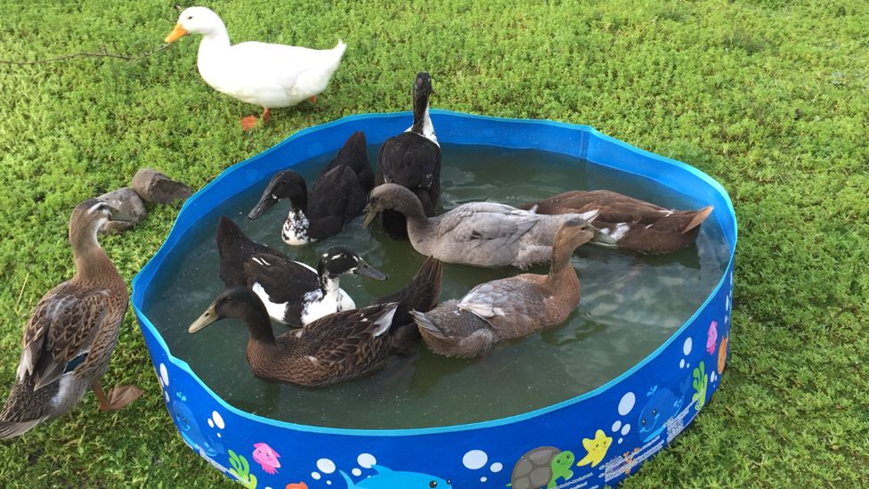 Ducks in a paddling pool