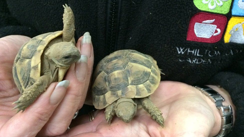 Baby tortoises from same clutch as the stolen pair