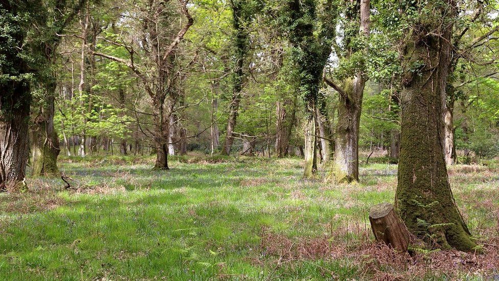 RSPB Franchises Lodge