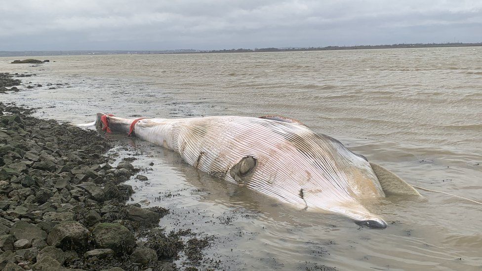 A juvenile fin whale washed ashore in Kent.