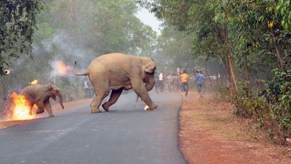 Two elephants, set ablaze by a mob, cross the road to flee
