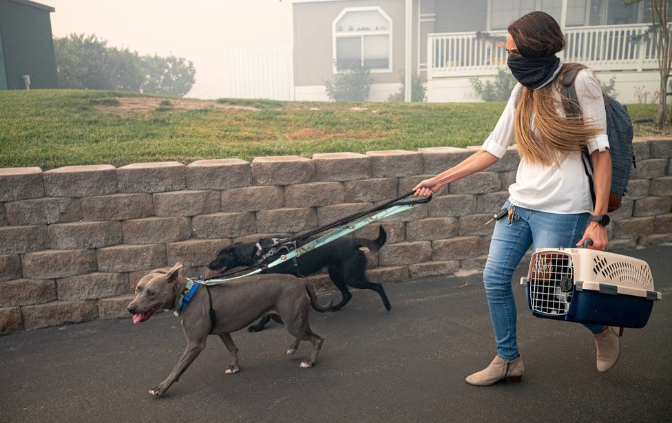 A women with her face covered to prevent breathing in smoke walks with two dogs on leash and a small animal crate in hand