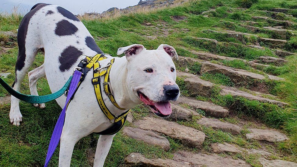 Mila on steps up Ingleborough