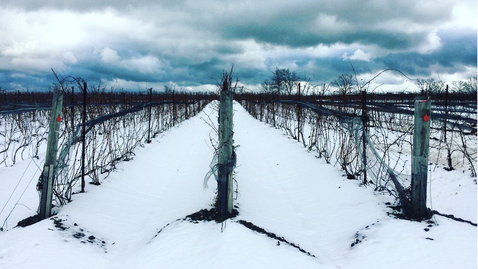 A Norman Hardie vineyard during winter