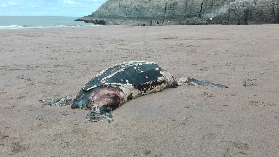 Leatherback turtle at Mwnt - photo by Andy Roberts