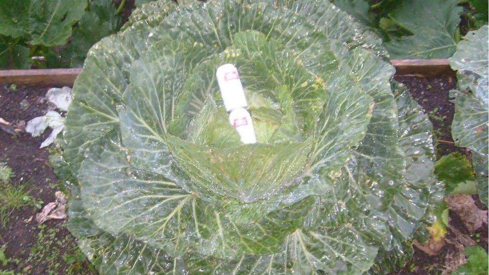 Photo of veg grower Vince Sjodin's large veg
