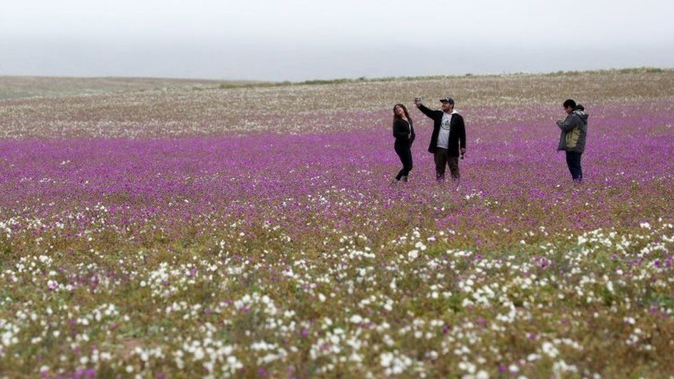 People take pictures of the flowers in the Atacama Desert, Chile, 22 August 2017.