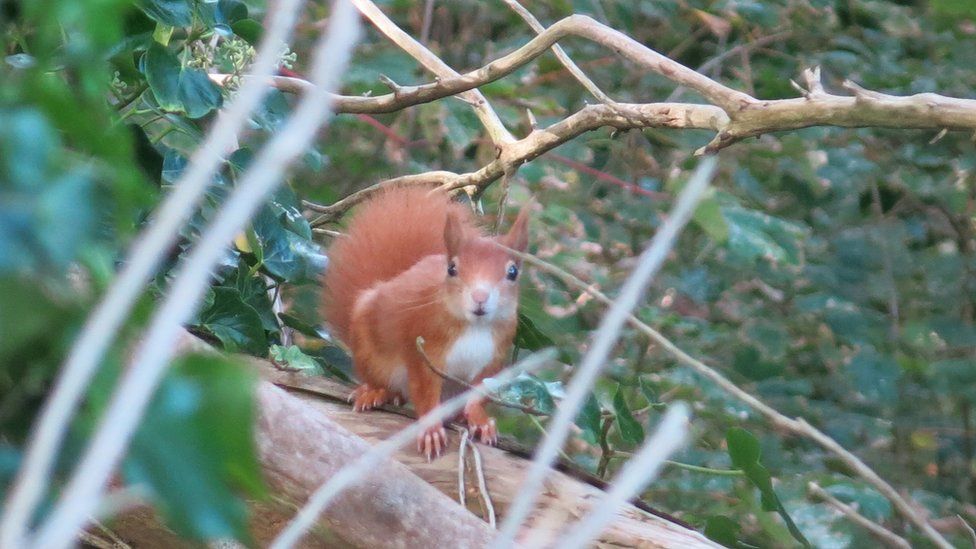 Red squirrel on Caldey Island