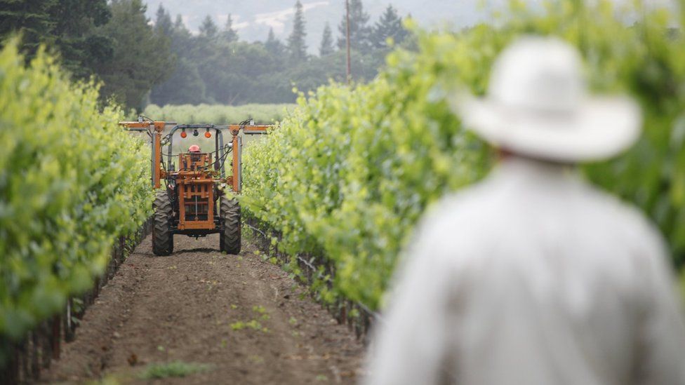 A vineyard worker for a Napa Valley winemaker, Hill Family Estate, looks at a tractor trimming grapevine branches on June 4, 2012 in California.