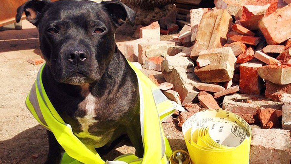 A Staffordshire terrier at a building site. The black-furred dog is wearing a luminous jacket, with various bricks and rubble behind him. He looks at the camera with slight frustration, as though he would rather be chowing down on grub than helping out with the building work.