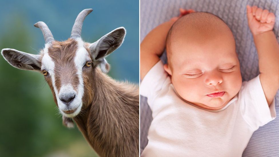 A goat and a baby