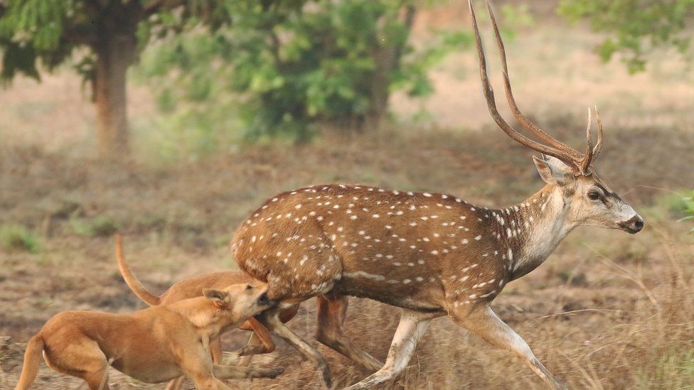 Dogs attack a spotted deer in Karnata state of south India