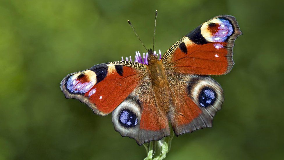 Butterfly Conservation handout photo of a peacock butterfly, as conservationists have warned that many of the UK's common and garden butterfly species could be in decline