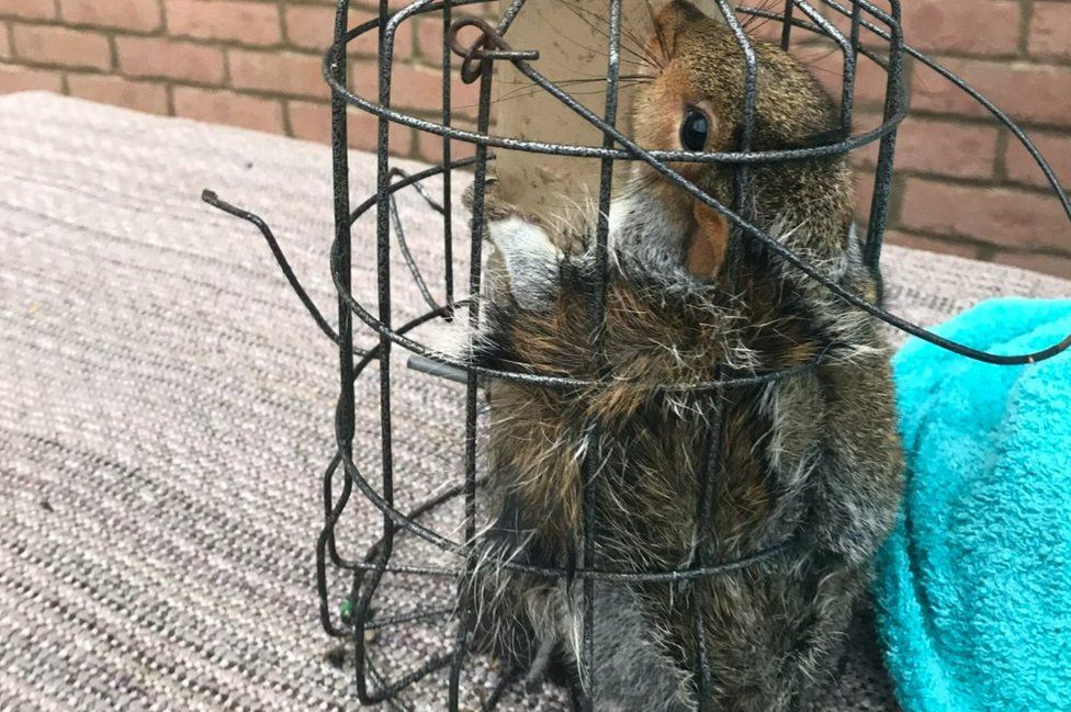 The squirrel caught in the feeder