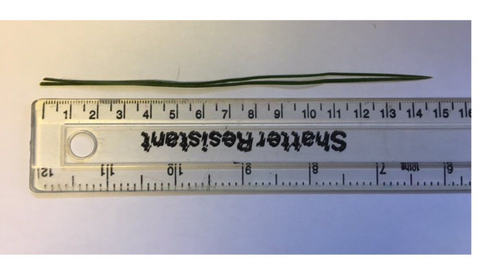 Edinburgh cat found with sixinch blade of grass up its nose BBC News