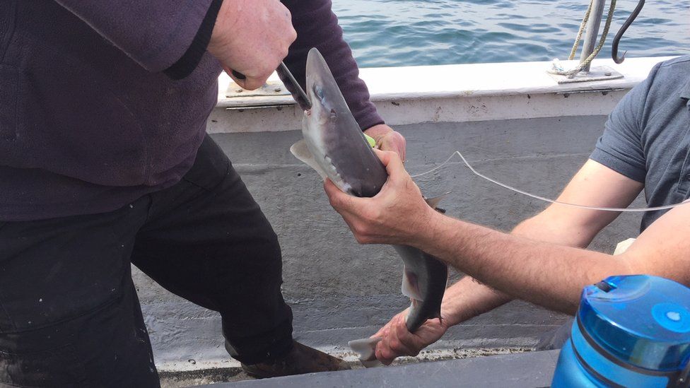 Tagging sharks off the County Antrim coast