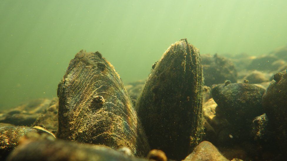 Freshwater mussels in the River Irt