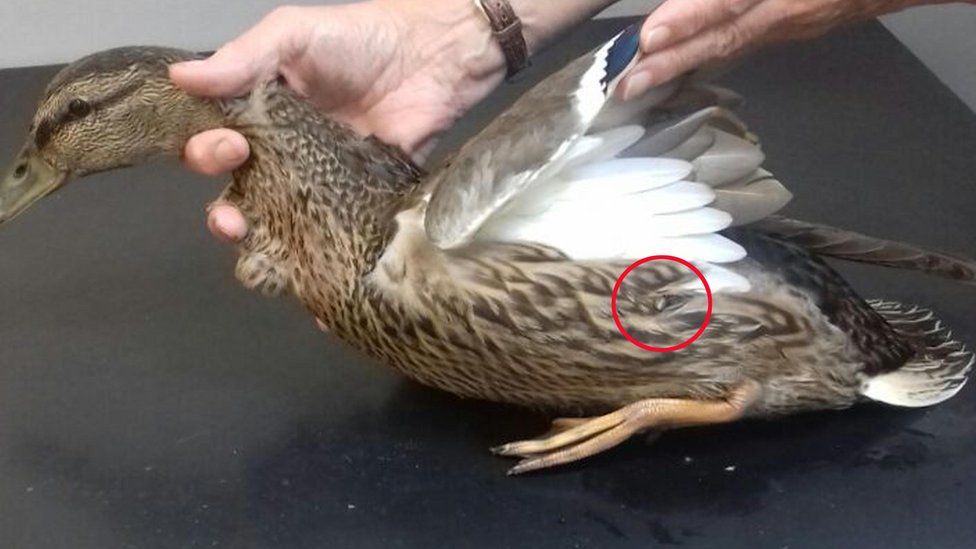 A duck which was found with a crossbow arrow through its body in Bonnybridge.