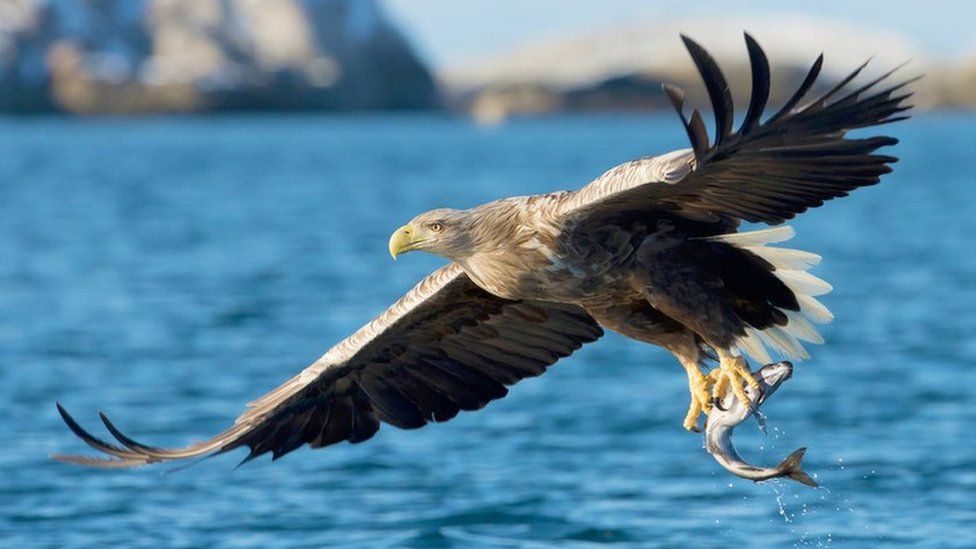 White-tailed sea eagle.